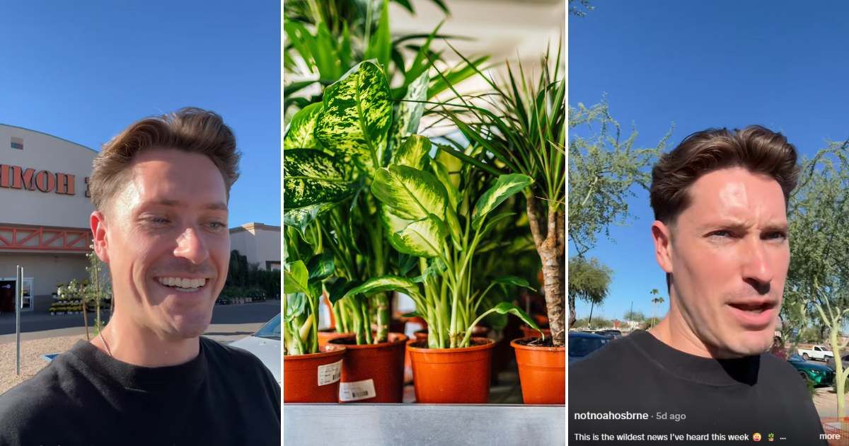 Screenshots from the creator's video and a representative image of plants in a flower shop (Image souce: TikTok/@notnoahosbrne | Gett Images/Stock photo by LordHenriVoton)